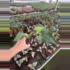 plant/Alocasia shock treatment 4” pot growers choice-1-thumbnail