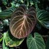 plant/Anthurium king of spades starter plant growers choice-0-thumbnail