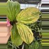plant/Kaempferia cobra lime 4” pot growers choice-1-thumbnail
