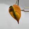 plant/Philodendron Micans Aurea Variegated Cuttings-1-thumbnail