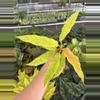 plant/Variegated philodendron golden serratum marble starter plant growers choice-1-thumbnail