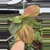 plant/Kaempferia jungle rose 4” pot growers choice-4-thumbnail