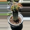plant/Gymnocalycium mihanovichii on graft-1-thumbnail