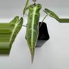 plant/Alocasia Bambino Aurea varigated  0485-3-thumbnail