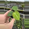 plant/Anthurium king of spades starter plant growers choice-2-thumbnail