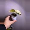 plant/✨Alocasia Sedenii Aurea/Latte✨-1-thumbnail