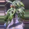 plant/Monstera Adansonii Mint-1-thumbnail
