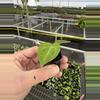 plant/Anthurium king of spades starter plant growers choice-6-thumbnail