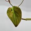 plant/Philodendron Micans Aurea Variegated Cuttings-2-thumbnail
