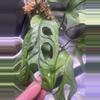 plant/Monstera Adansonii Mint-2-thumbnail