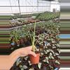 plant/Alocasia shock treatment 4” pot growers choice-6-thumbnail