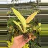 plant/Variegated philodendron golden serratum marble starter plant growers choice-6-thumbnail