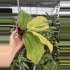 plant/Kaempferia cobra lime 4” pot growers choice-4-thumbnail