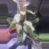 plant/Scindapsus Jade Satin Marble-1-thumbnail