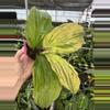 plant/Kaempferia cobra lime 4” pot growers choice-2-thumbnail