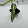 plant/Alocasia Bambino Aurea varigated  0485-2-thumbnail