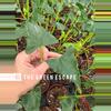 plant/Alocasia shock treatment 4” pot growers choice-0-thumbnail