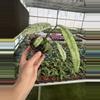plant/Epipremnum Giganteum tricolor 4” pot growers choice-2-thumbnail