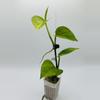 plant/Epipremnum aureum ‘Jessenia’-0-thumbnail