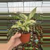 plant/Stachyphrenum repens variegated 4” pot growers choice-6-thumbnail