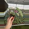 plant/Epipremnum Giganteum tricolor 4” pot growers choice-5-thumbnail