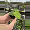 plant/Anthurium king of spades starter plant growers choice-4-thumbnail