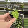 plant/Anthurium king of spades starter plant growers choice-5-thumbnail