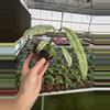 plant/Epipremnum Giganteum tricolor 4” pot growers choice-3-thumbnail