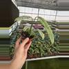 plant/Epipremnum Giganteum tricolor 4” pot growers choice-4-thumbnail