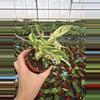 plant/Stachyphrenum repens variegated 4” pot growers choice-5-thumbnail