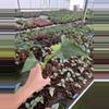 plant/Alocasia shock treatment 4” pot growers choice-2-thumbnail