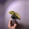 plant/✨Alocasia Sedenii Aurea/Latte✨-3-thumbnail