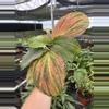 plant/Kaempferia jungle rose 4” pot growers choice-5-thumbnail