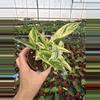 plant/Stachyphrenum repens variegated 4” pot growers choice-4-thumbnail