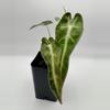 plant/Alocasia Bambino Aurea varigated  0485-1-thumbnail