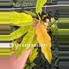 plant/Variegated philodendron golden serratum marble starter plant growers choice-0-thumbnail