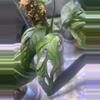 plant/Monstera Adansonii Mint-3-thumbnail