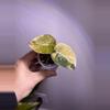 plant/✨Alocasia Sedenii Aurea/Latte✨-0-thumbnail