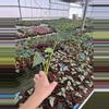 plant/Alocasia shock treatment 4” pot growers choice-5-thumbnail