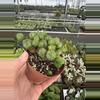 plant/Euphorbia Monstrose 4” pot growers choice-3-thumbnail