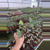 plant/Alocasia shock treatment 4” pot growers choice-4-thumbnail