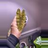 plant/✨Alocasia Sanderiana Aurea✨-1-thumbnail