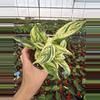 plant/Stachyphrenum repens variegated 4” pot growers choice-3-thumbnail