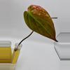 plant/Philodendron Micans Aurea Variegated Cuttings-3-thumbnail