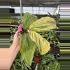 plant/Kaempferia cobra lime 4” pot growers choice-5-thumbnail