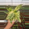 plant/Stachyphrenum repens variegated 4” pot growers choice-0-thumbnail