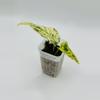 plant/Scindapsus pictus ‘Silver Satin variegated’-0-thumbnail