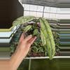 plant/Epipremnum Giganteum tricolor 4” pot growers choice-0-thumbnail