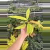 plant/Variegated philodendron golden serratum marble starter plant growers choice-5-thumbnail