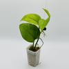 plant/Epipremnum aureum ‘Jessenia’-0-thumbnail
